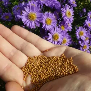 Coffret : 3 moutardes Nantaises